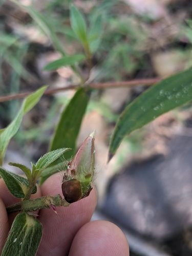 Osbeckia chinensis, photograph 2