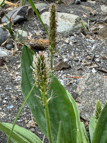 Plantago camtschatica, photograph 4