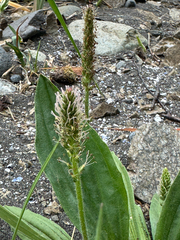 Plantago camtschatica, photograph (c) Nikita Lavrenov, some rights reserved (CC BY)