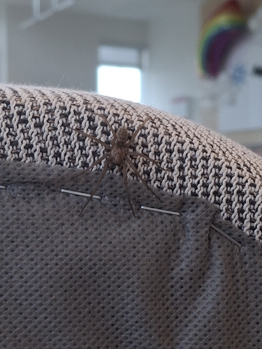 Funnel Weavers