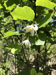 Styrax platanifolius