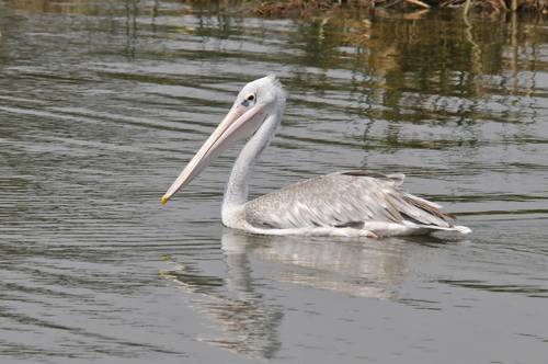iNaturalist image