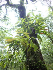 Machilus japonica