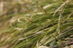 Carex pediformis macroura