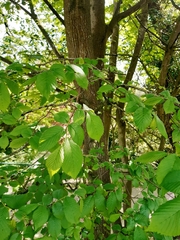 Ostrya carpinifolia