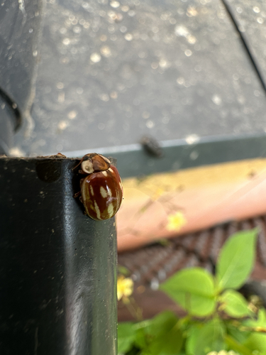 Striped Ladybird