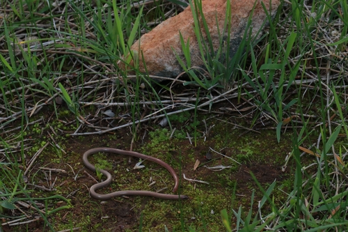 Flinders Ranges Worm-lizard, Aprasia pseudopulchella