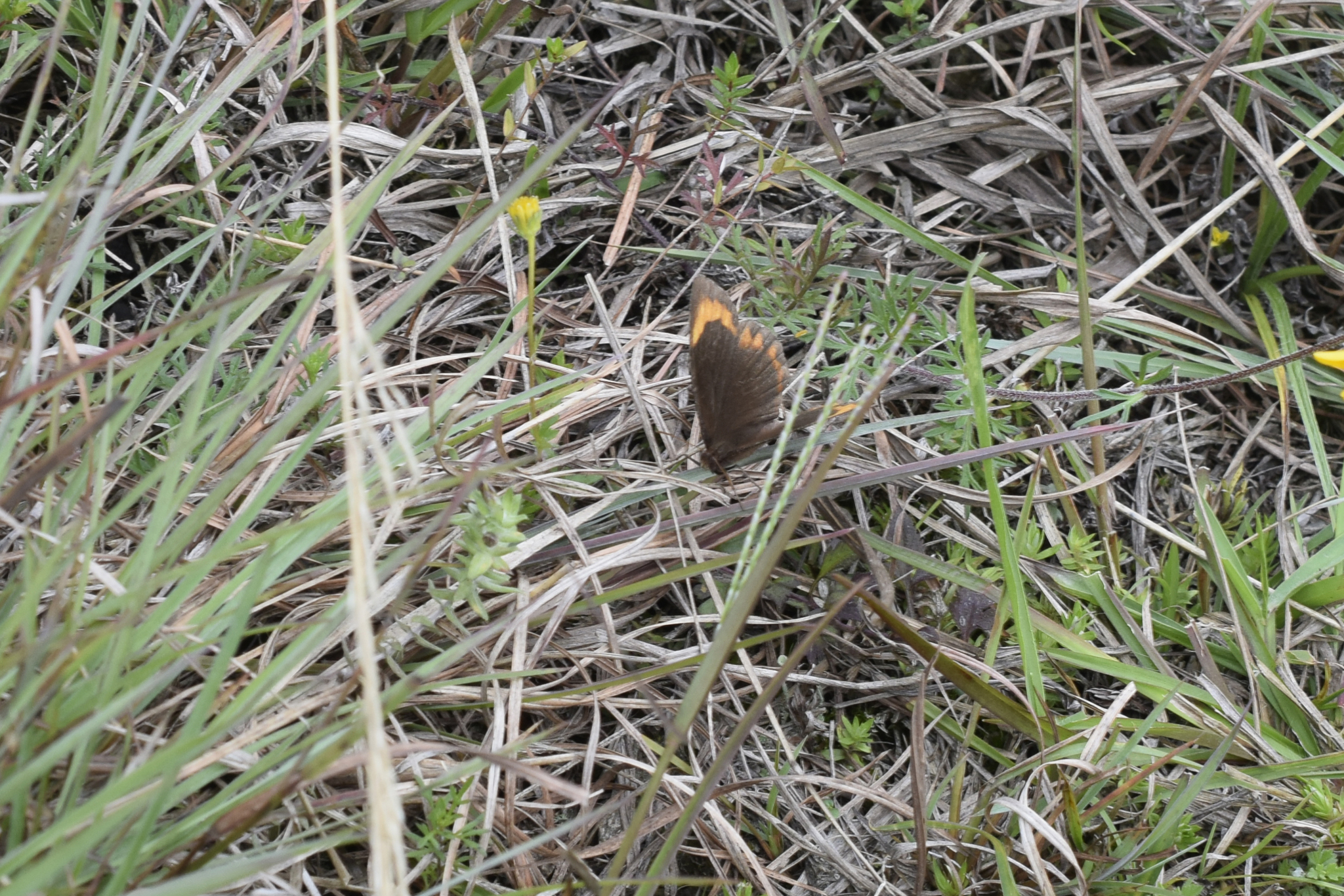 Parapedaliodes parepa image