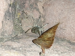 Lycosoidea