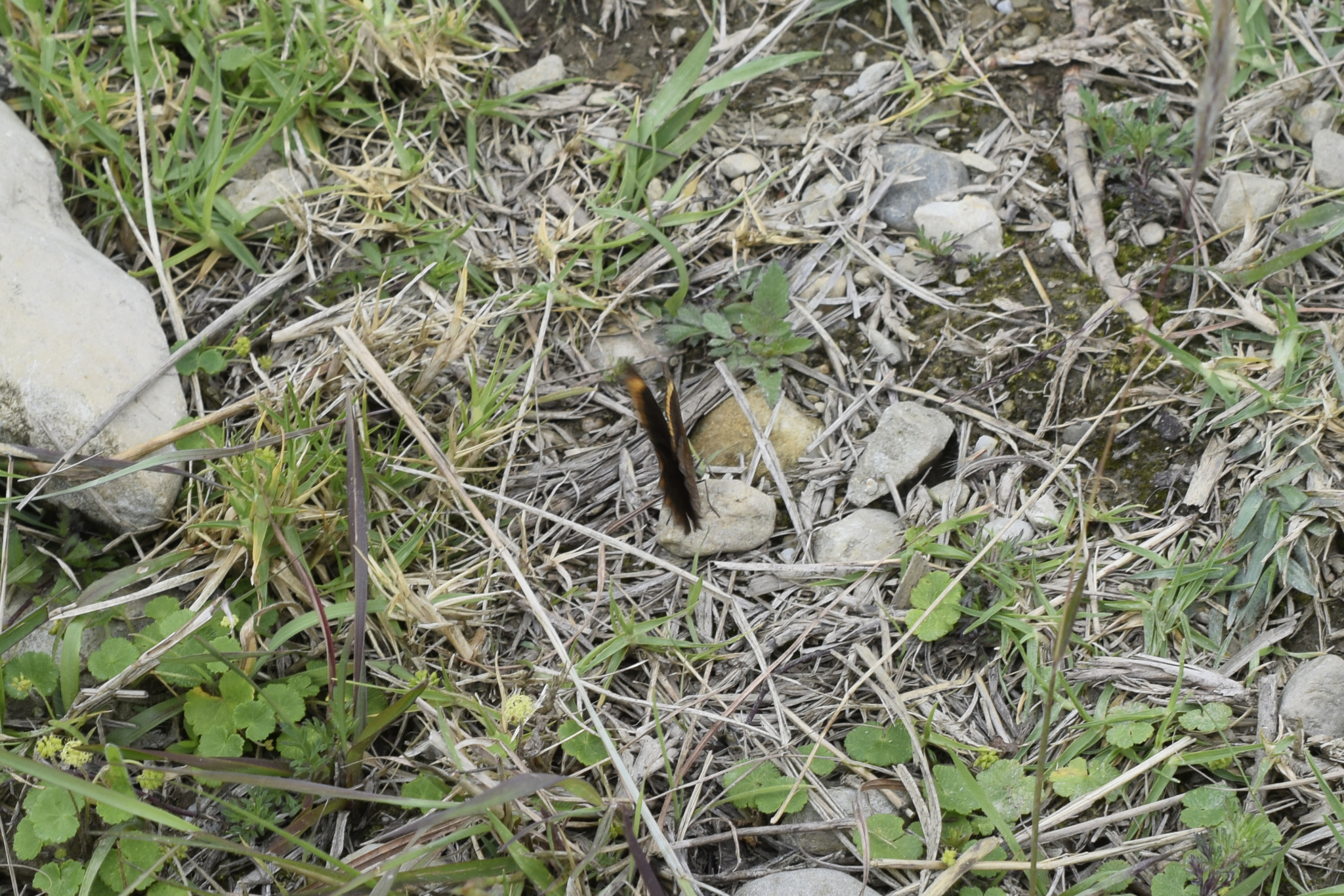 Parapedaliodes image