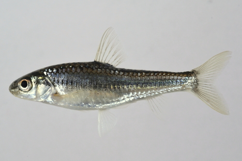 Slender gudgeon (Squalidus gracilis) — Cyprinidae — 2