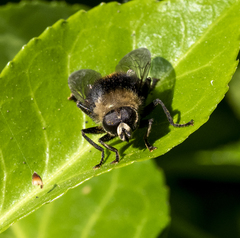 Merodon equestris