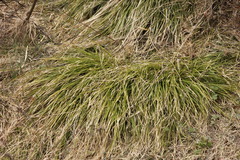 Carex pediformis macroura