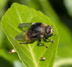 Merodon equestris