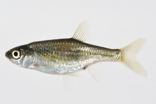 Kawabata minnow (Hemigrammocypris rasborella) — Cyprinidae — 3
