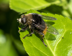 Merodon equestris