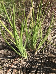 Juncus validus