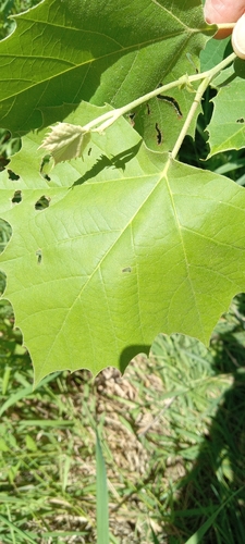 American sycamore