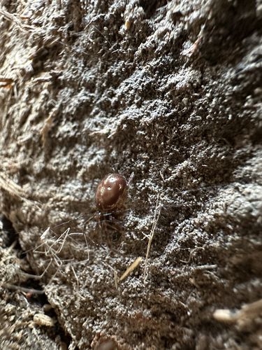 Rabbit Hutch Spider
