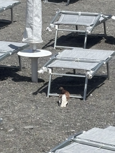 Feral Pigeon