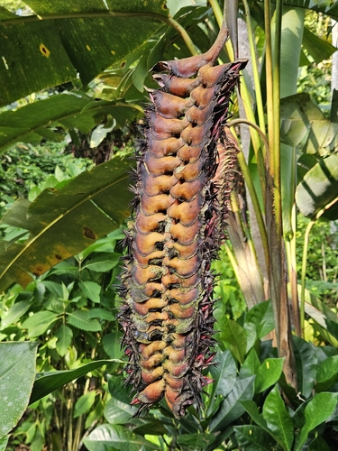 Heliconia mariae, photograph 6