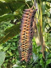 Heliconia mariae, photograph (c) Scott Harris, some rights reserved (CC BY)