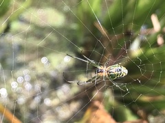 Leucauge argyrobapta
