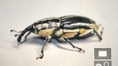 Sphenophorus aequalis