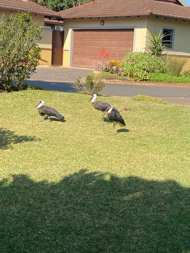 iNaturalist image
