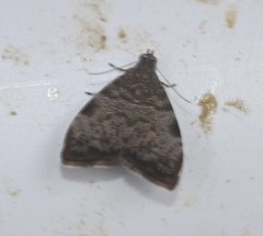 Choreutis melanopepla