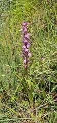 Dactylorhiza elata