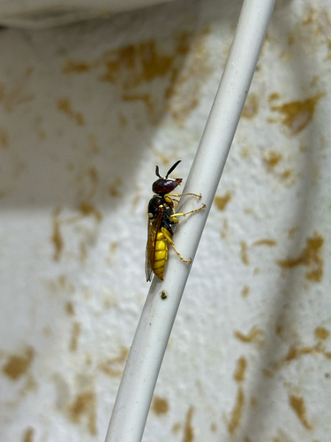 European beewolf
