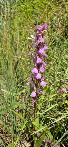 Dactylorhiza elata, photograph 2