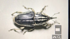 Sphenophorus aequalis