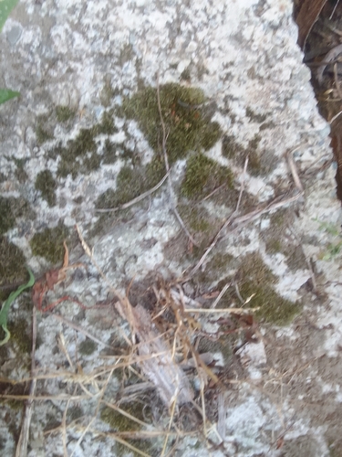 Schistidium apocarpum observed 2026-07-14