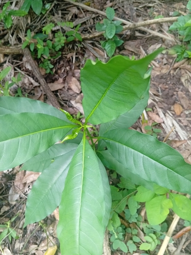 poison devil's-pepper