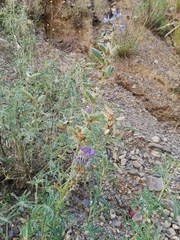 Lupinus altimontanus