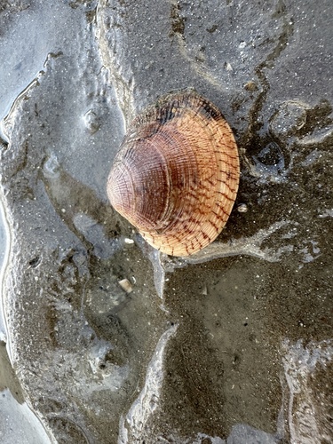 Gafrarium divaricatum observed 2026-07-14