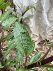 Eupatorium perfoliatum