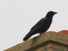 Corvus brachyrhynchos
