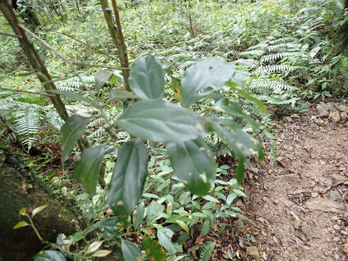 Cryptocarya chinensis iNat (2)