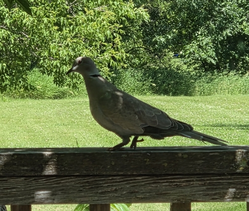Eurasian Collared-Dove