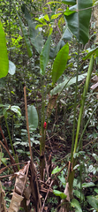 Heliconia imbricata, photograph (c) Emily Geest, some rights reserved (CC BY)