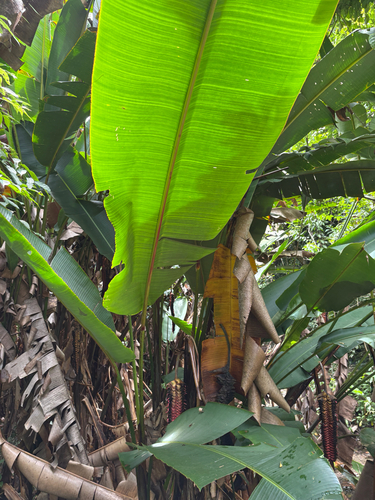 Heliconia mariae, photograph 5