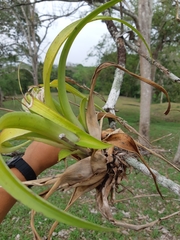 Tillandsia utriculata