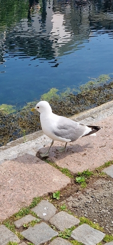 Common Gull