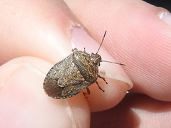 Hymenarcys nervosa