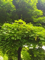 Acer pseudoplatanus