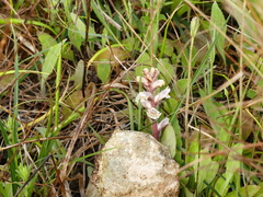 Orobanche picridis