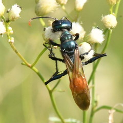 Chlorion hemipyrrhum